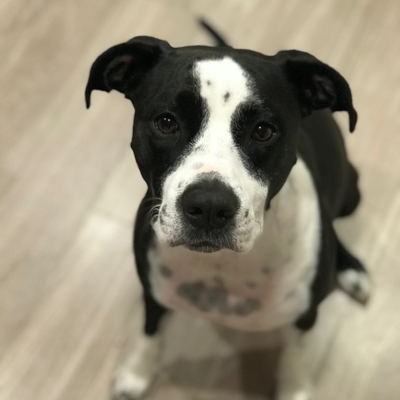 Meet your Posher, Gisela - Picture 4 of 7